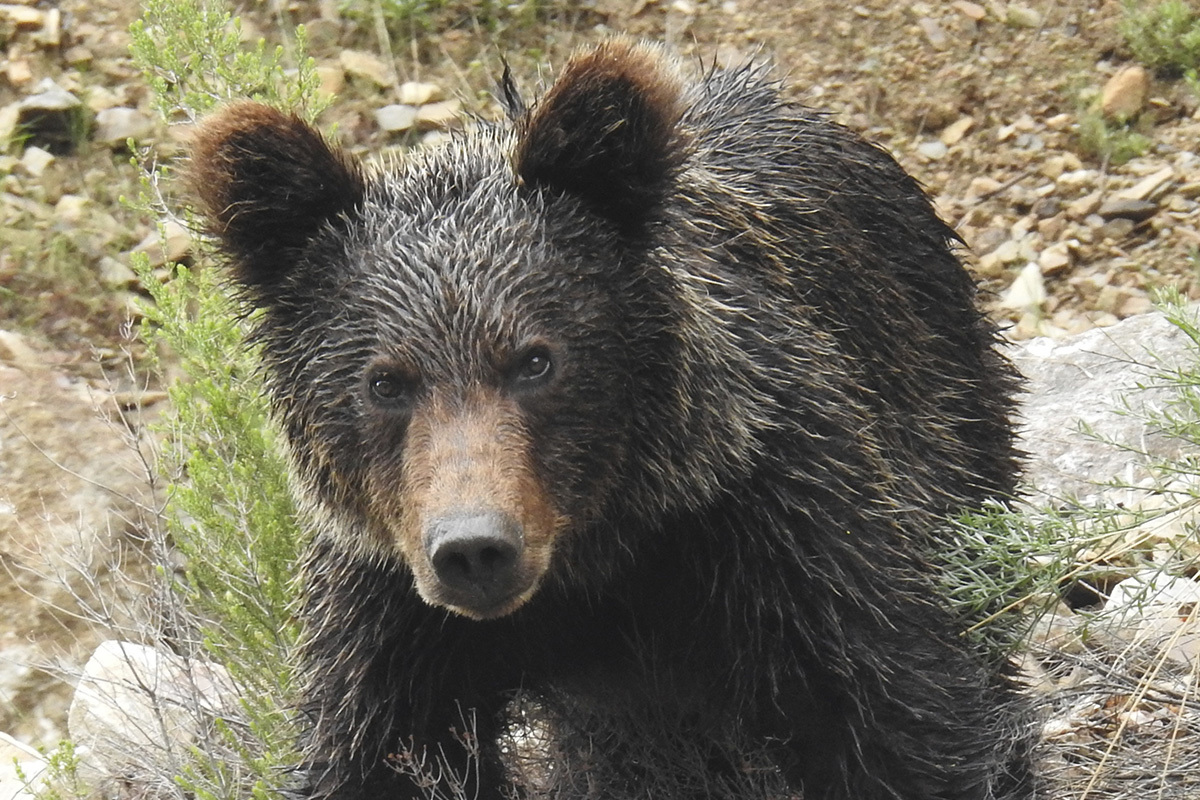 De patrulla con los 'sheriffs' que protegen León de la amenaza del oso pardo: "Si hace diez años nos dicen que íbamos a estar todas las noches disparando a osos en los pueblos, no lo creeríamos"