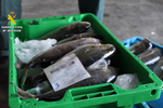 Dos detenidos por vender pescado robado con residuos de medicamentos