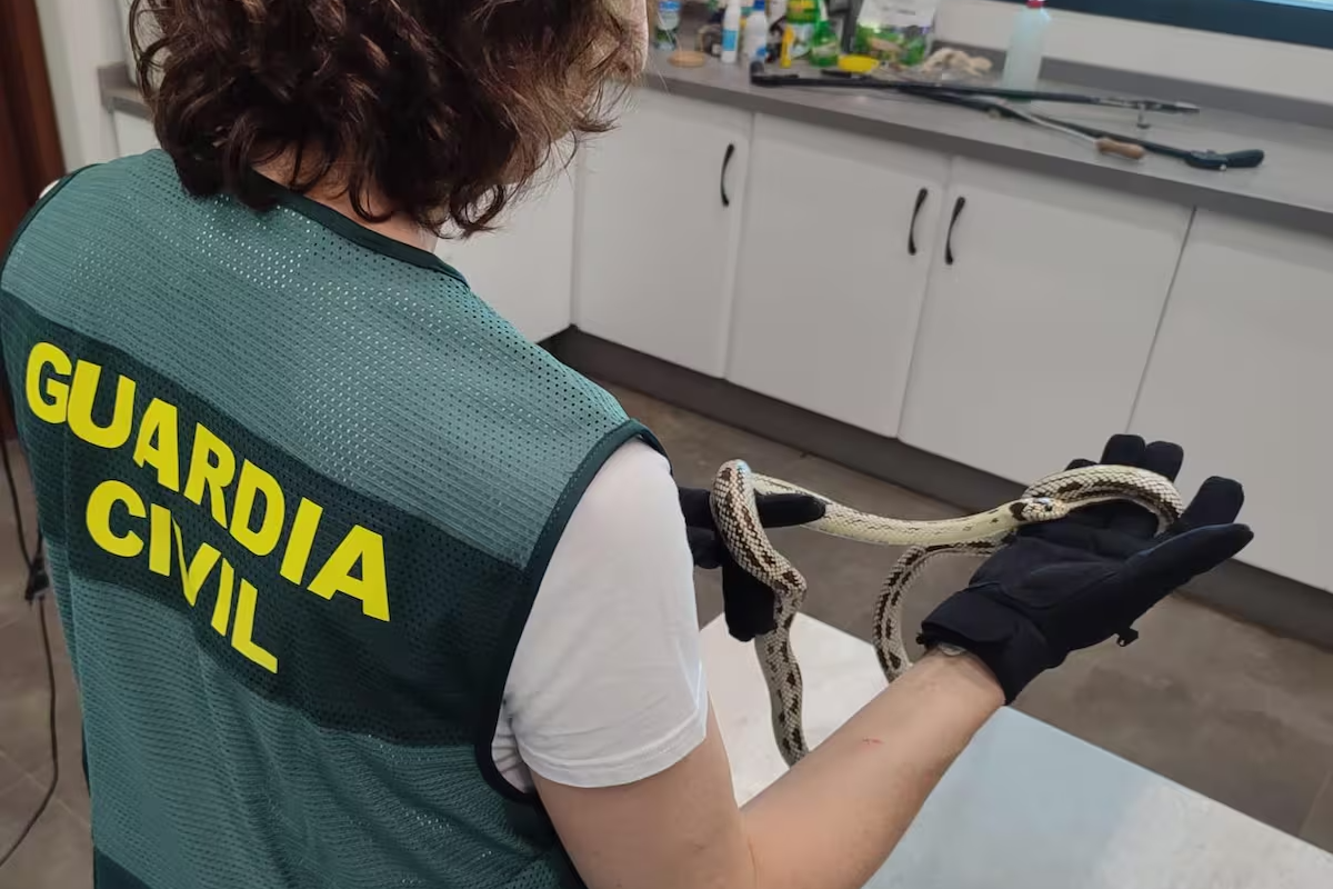Investigan a dos hombres por enviar una pitón bola y una culebra real por mensajería