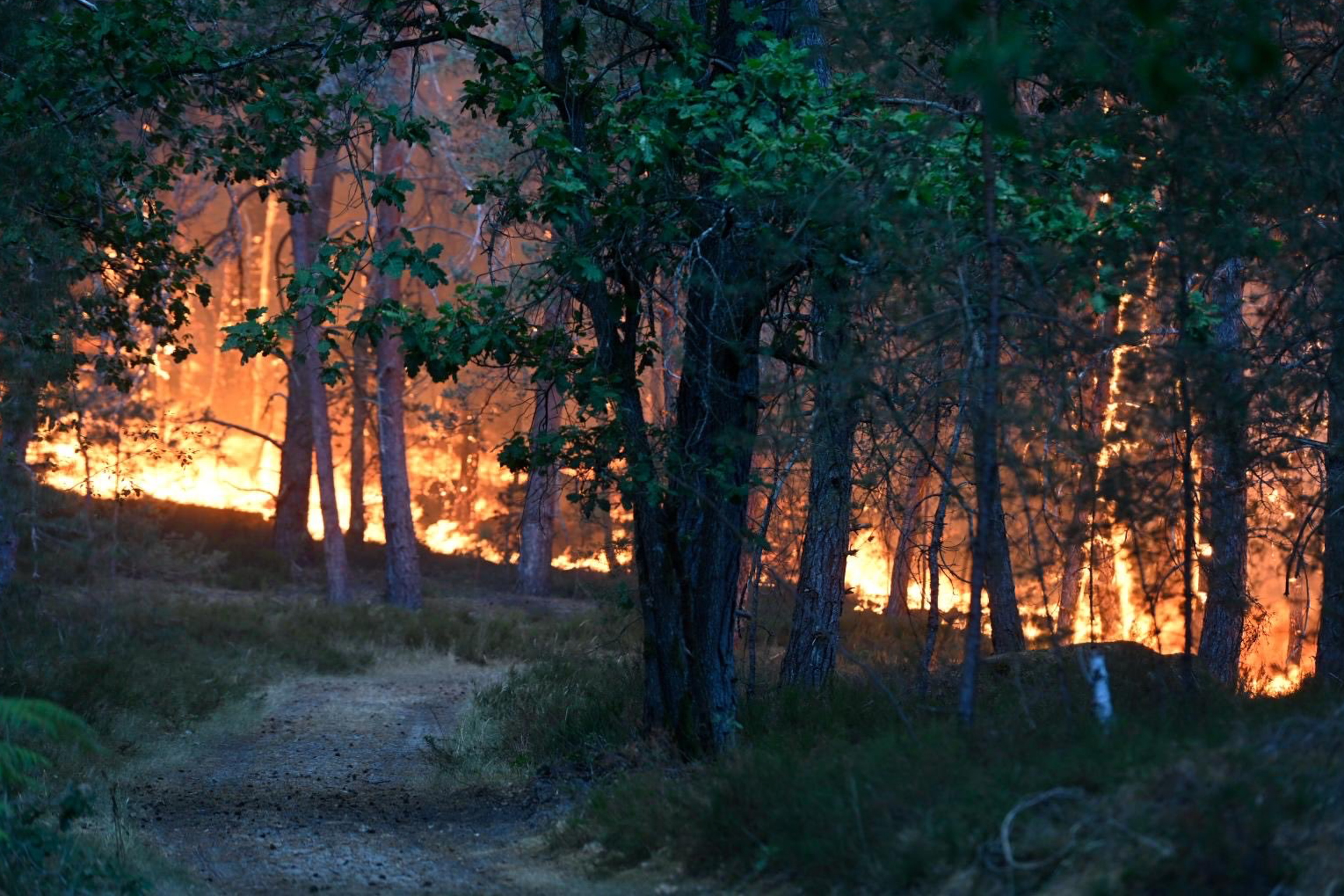 Un incendio de "magnitud excepcional" arrasa parte del emblemático bosque de Fontainebleau, a las afueras de París