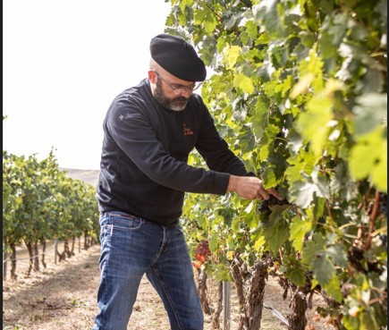 El auge imparable de los vinos de mínima intervención que huyen de las modas