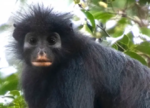 El likweli, la nueva especie de mono con cara de máscara y labios anaranjados que ha sido descubierta en Congo