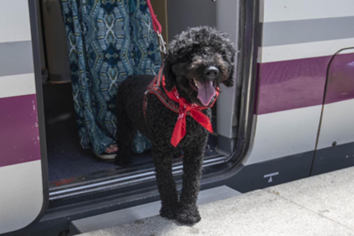 Renfe permitirá viajar con perros de hasta 40 kilos en todos sus trenes