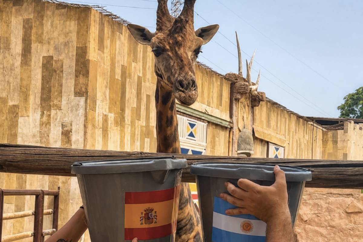 Empate en predicciones: la jirafa Fali pronostica el triunfo de España en la final y el hipopótamo viral tailandés Moo Deng la victoria de Argentina