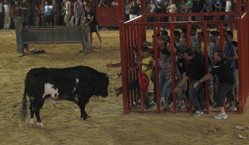 Un toro y varias vaquillas se escapan durante la fiestas taurinas de Gátova (Valencia)