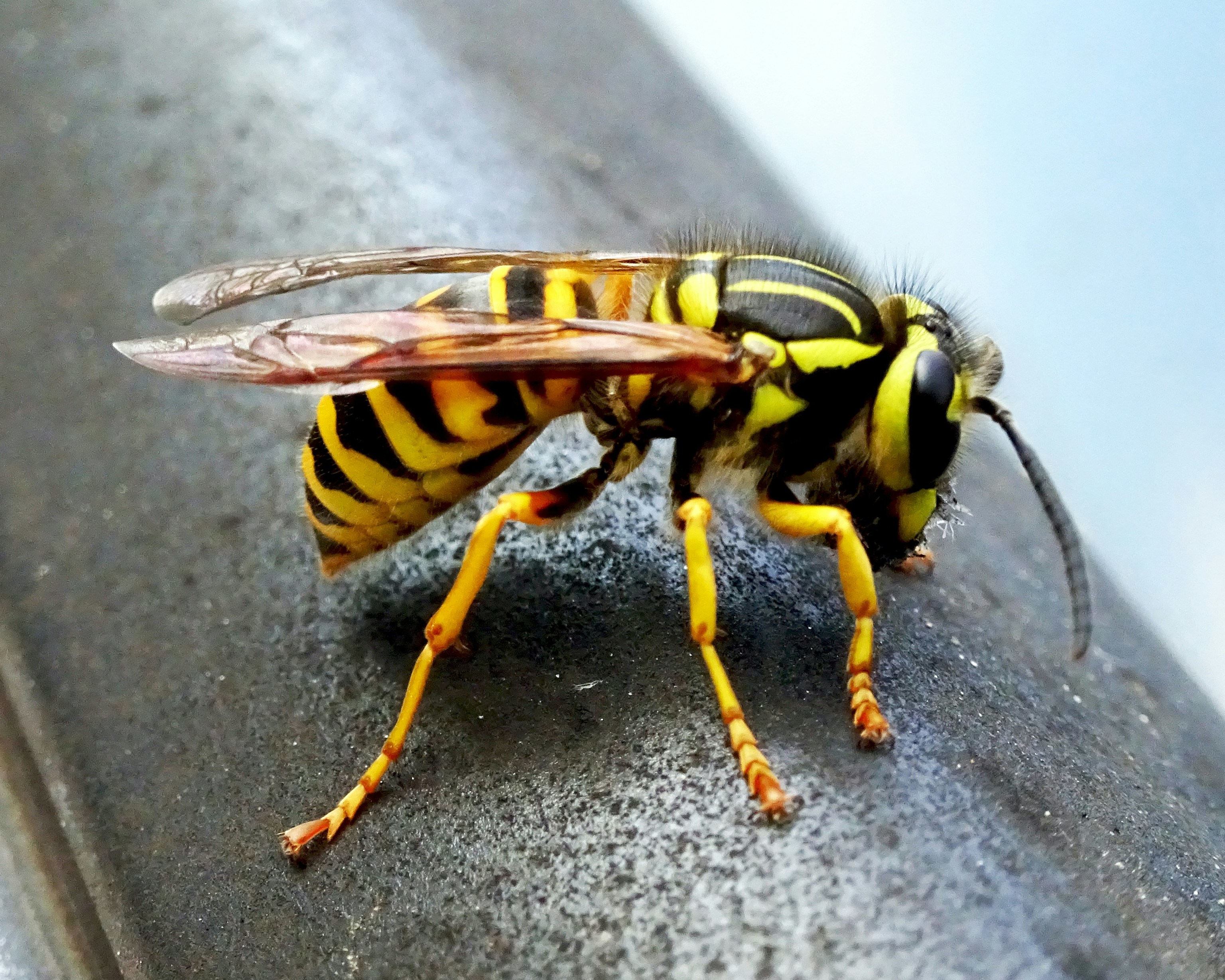 Avispas y avispones en el jardín: por qué aparecen y cómo ahuyentarlos de verdad (y qué hacer en caso de picadura)