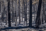 El incendio de La Mierla golpea el corazón ganadero de la sierra de Guadalajara: "Se nos quema el sustento de una vida"