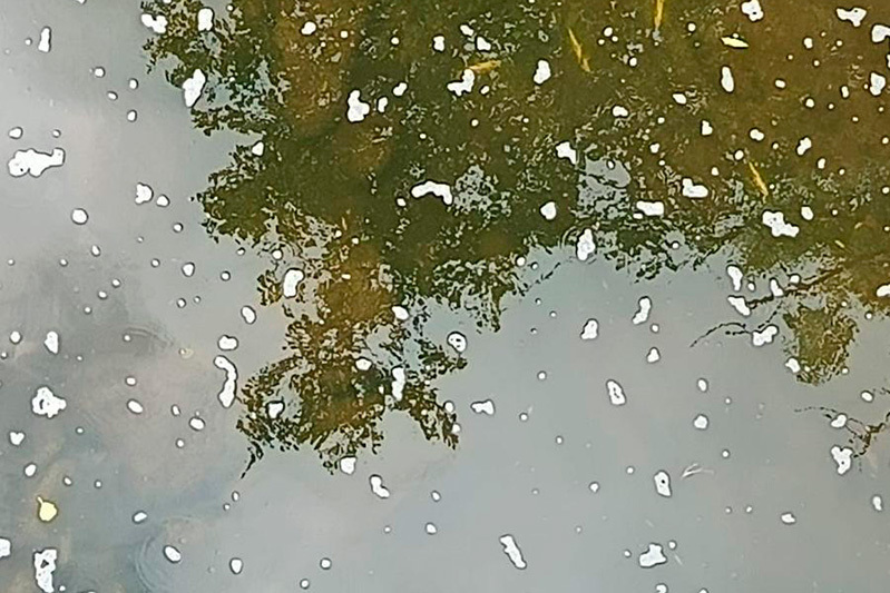 Más de 2.100 peces muertos por un vertido de purines en el río Pisueña (Cantabria), que "ha quedado arrasado"