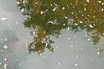 Más de 2.100 peces muertos por un vertido de purines en el río Pisueña (Cantabria), que "ha quedado arrasado"