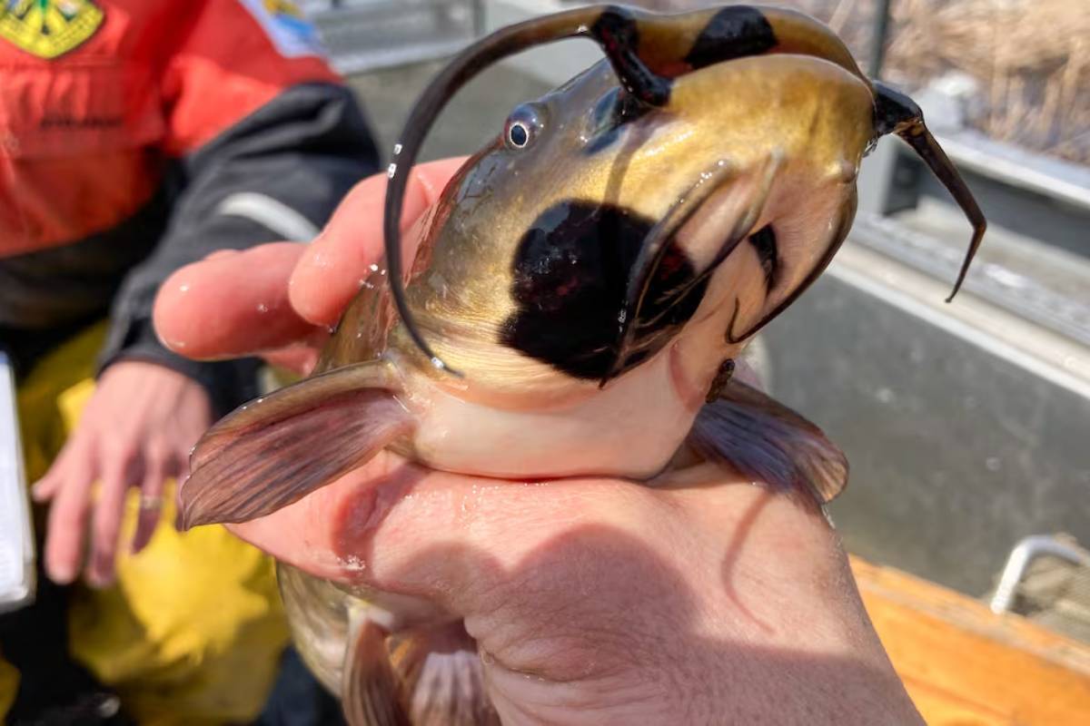 Un tumor que se comporta como un parásito: descubren un extraño cáncer que se propaga entre peces en un lago de Estados Unidos