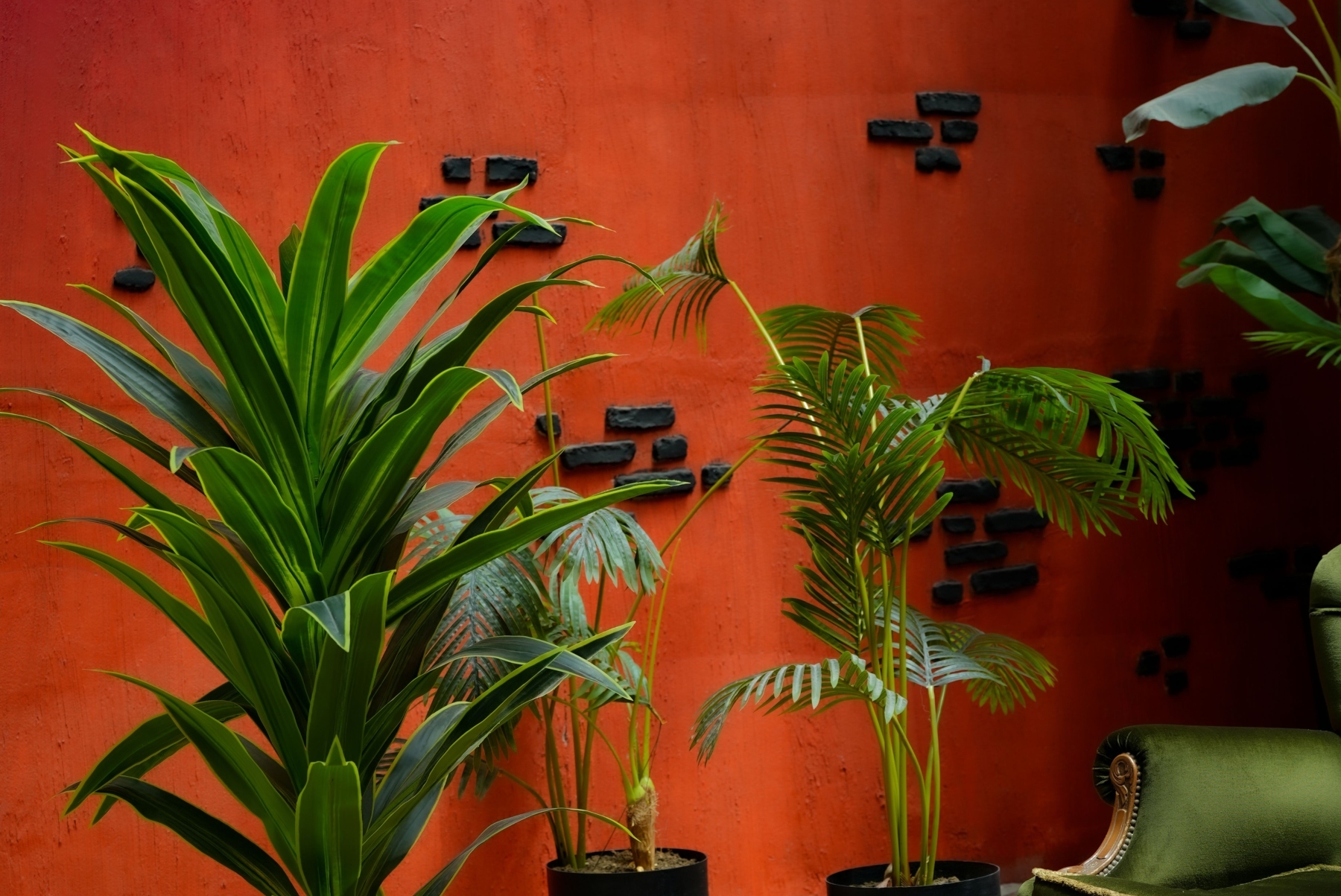 Ni aire acondicionado ni ventilador: la planta de interior que ayuda a refrescar el hogar en verano