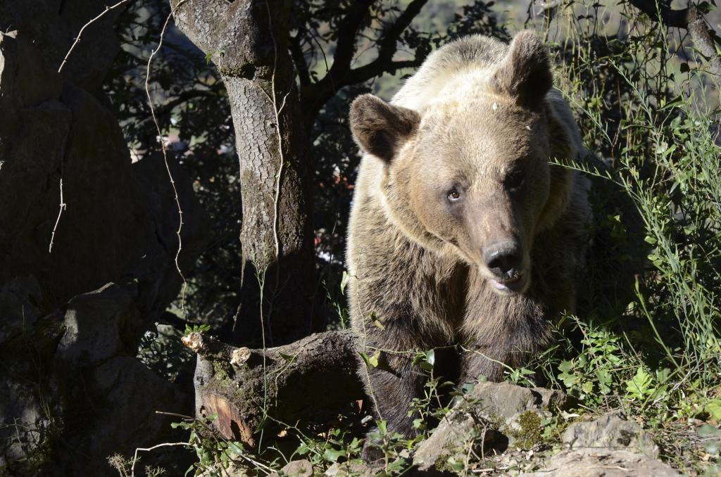 Un oso pardo aparece muerto y otro resulta atropellado en Palacios del Sil (León) en menos de una semana