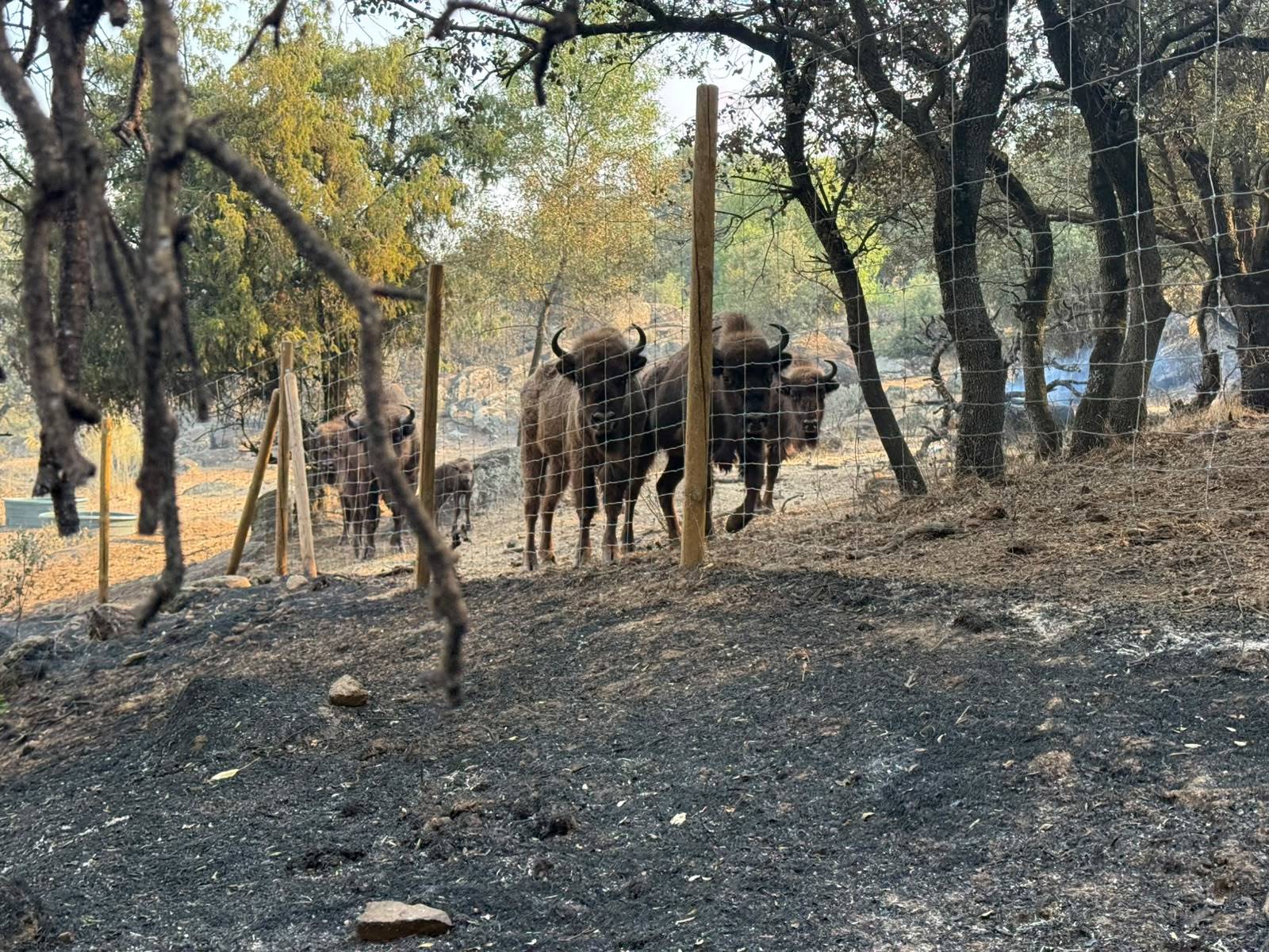 Los bisontes que salvaron la reserva natural del ganadero Raúl en Robledo de Chavela: "Son los mejores bomberos de España"