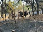 Los bisontes que salvaron la reserva natural del ganadero Raúl en Robledo de Chavela: "Son los mejores bomberos de España"