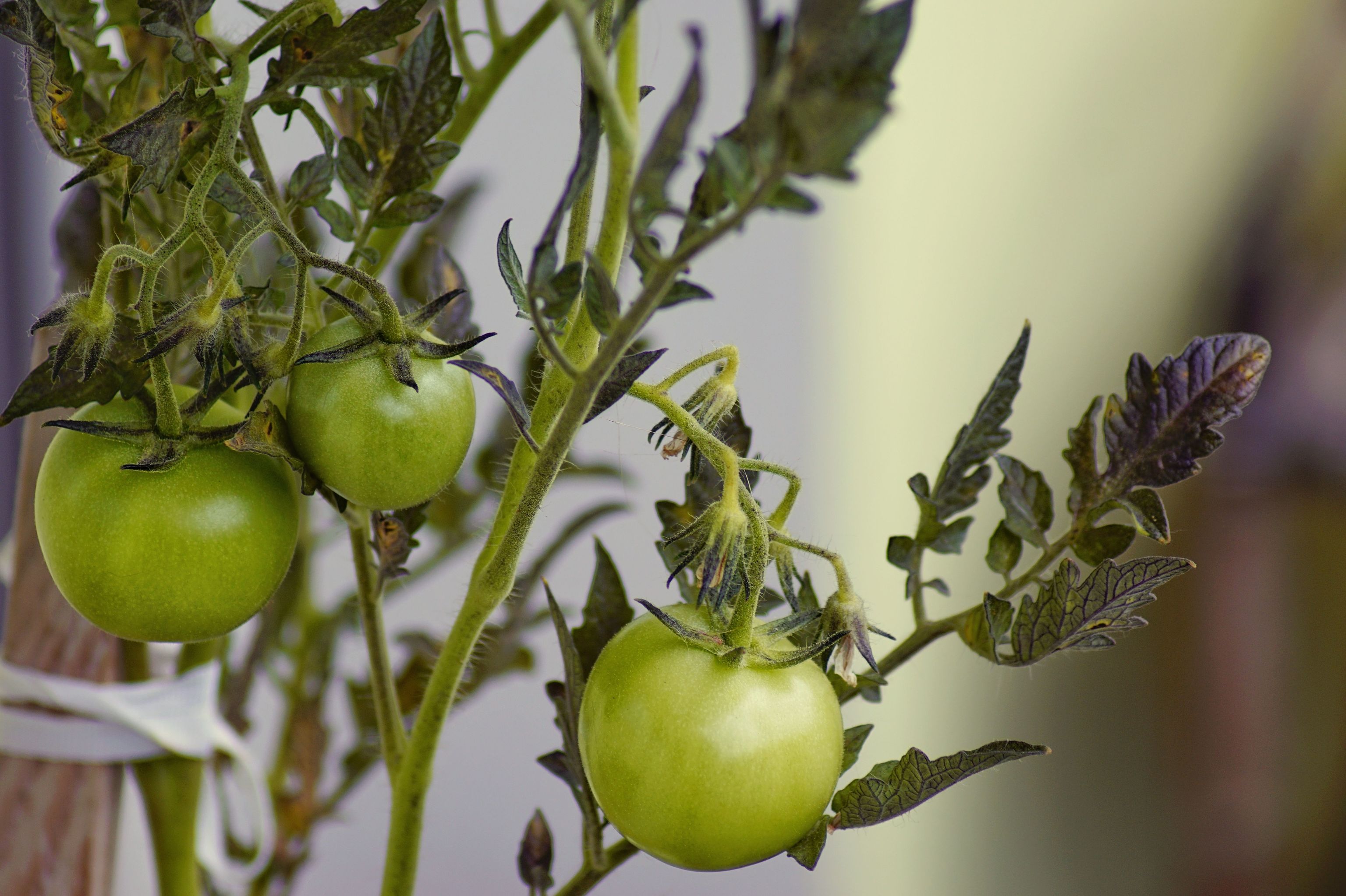La planta que debes poner junto a los tomates para que crezcan más sanos y den más frutos