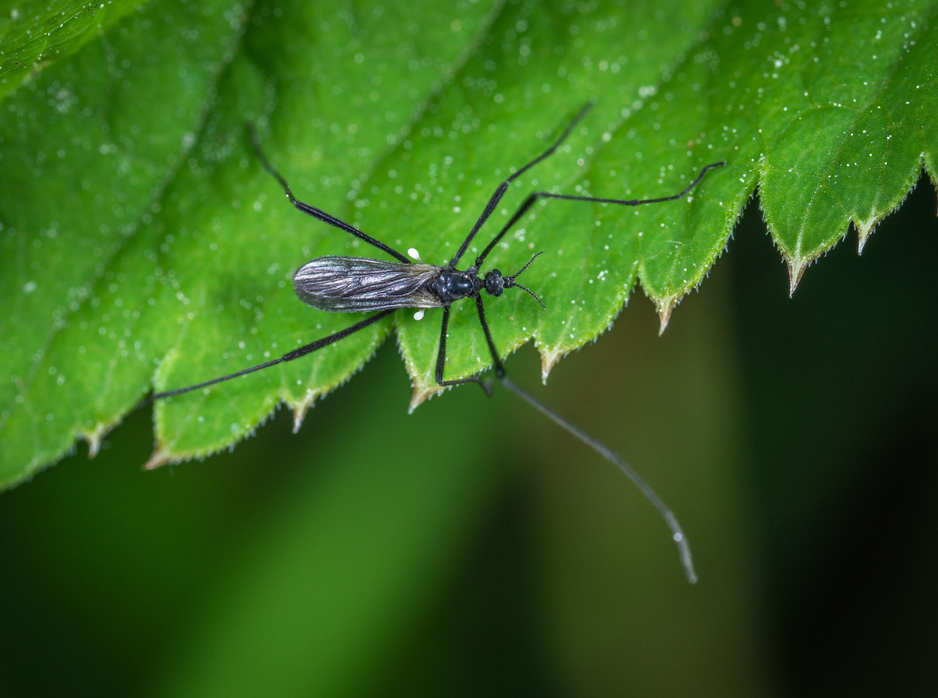 Cómo eliminar la mosca del sustrato de tus plantas: 7 trucos y consejos para acabar con ella