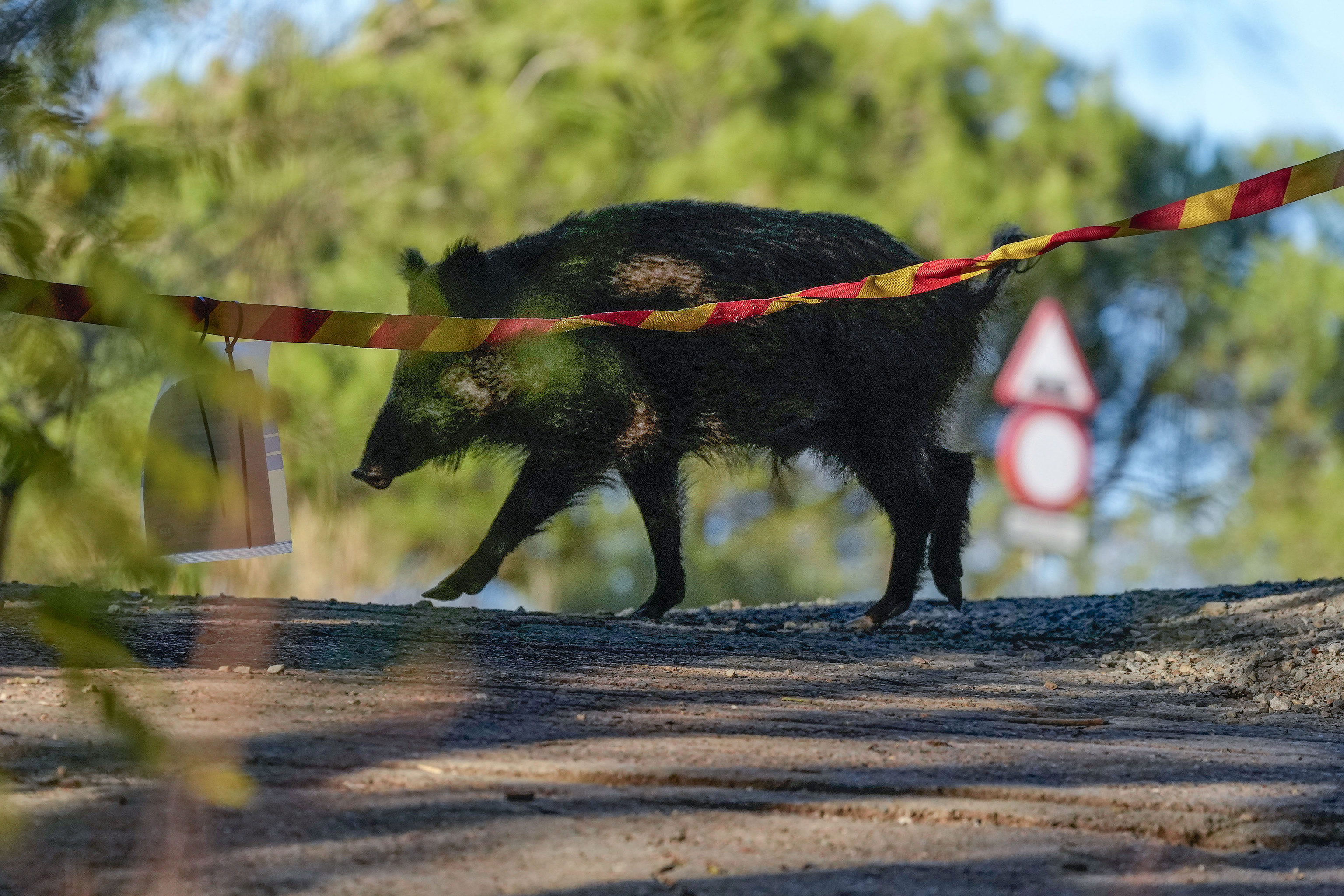 Galicia declara la guerra al jabalí: permitirá su caza sin límite durante un año