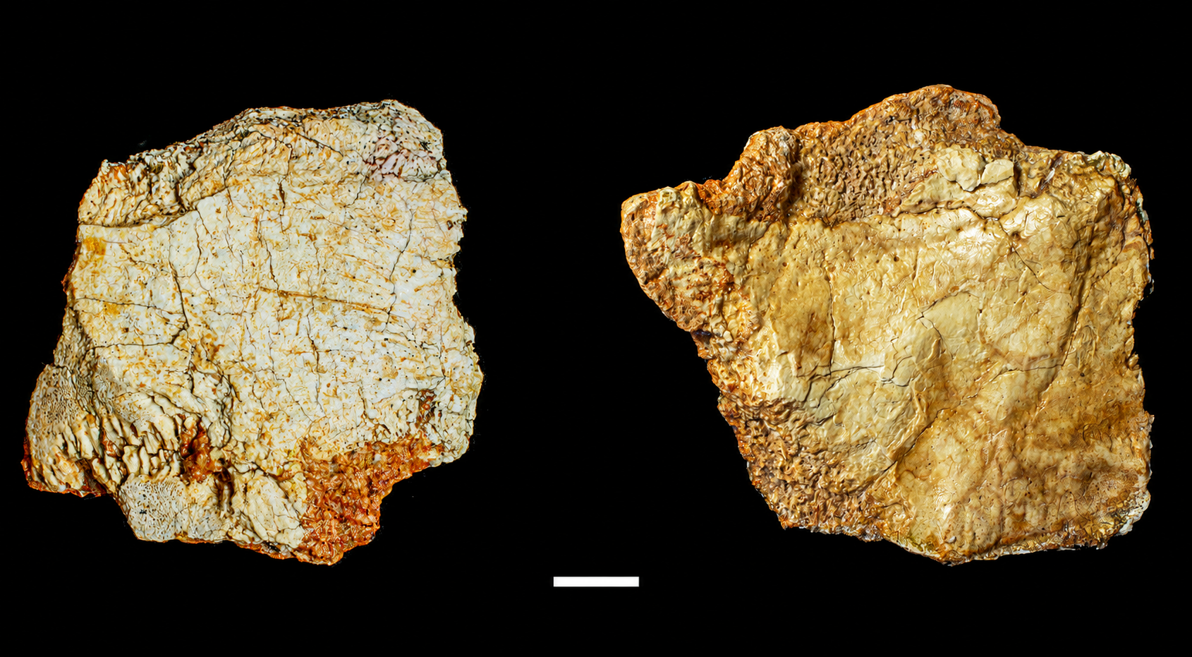 Descubren en Ciudad Real un cráneo humano de más de 200.000 años que pone al yacimiento de Ruidera en el mapa de la evolución humana