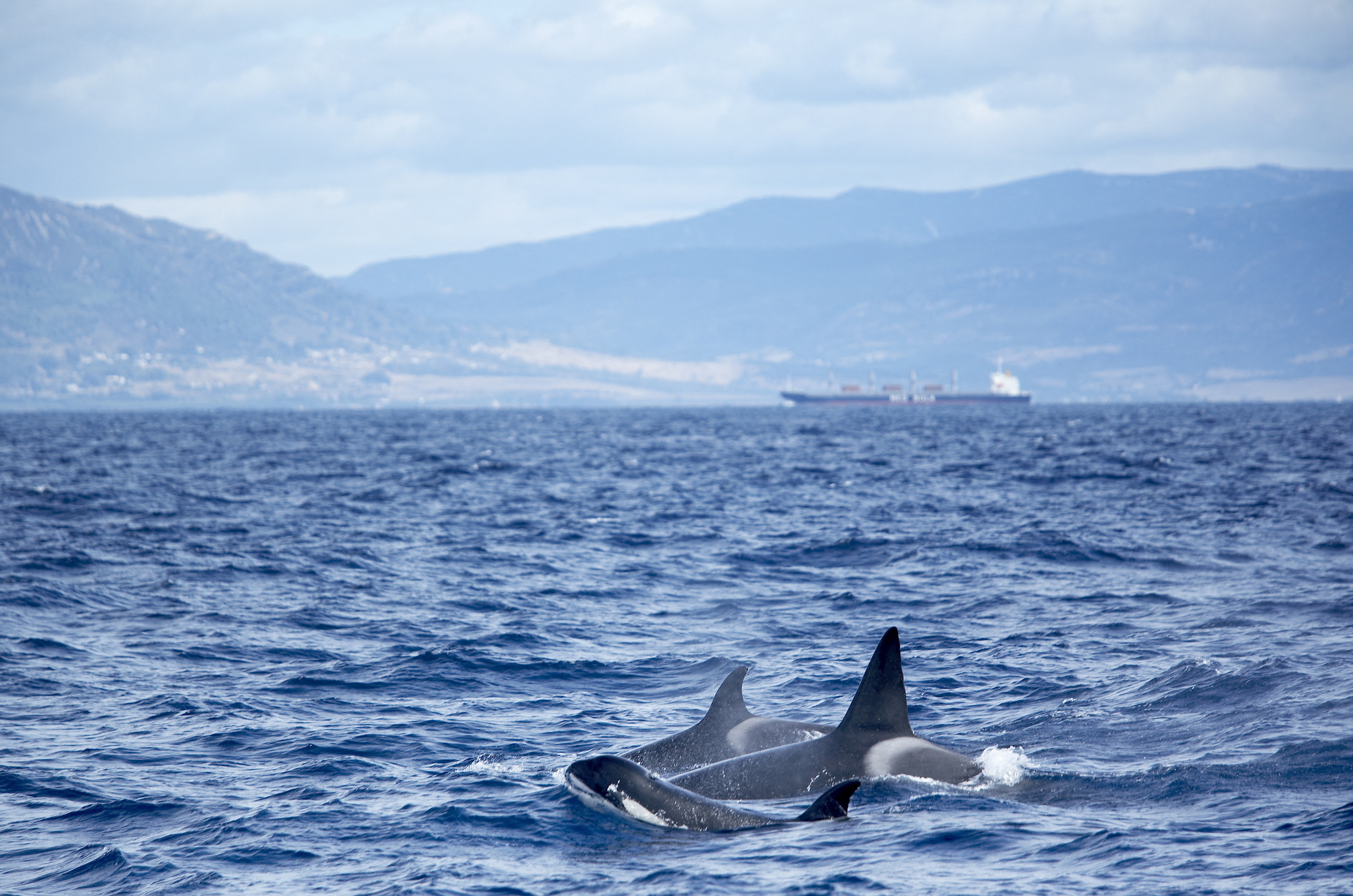 Orcas, Platón y la Atlántida en el Estrecho de Gibraltar: ¿y si estos depredadores tuvieran la clave para localizar el continente hundido?