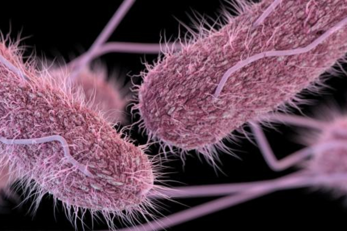 EEUU retira del mercado 1,5 millones de cartones de huevo por salmonela: qué es necesario hacer para evitar el contagio