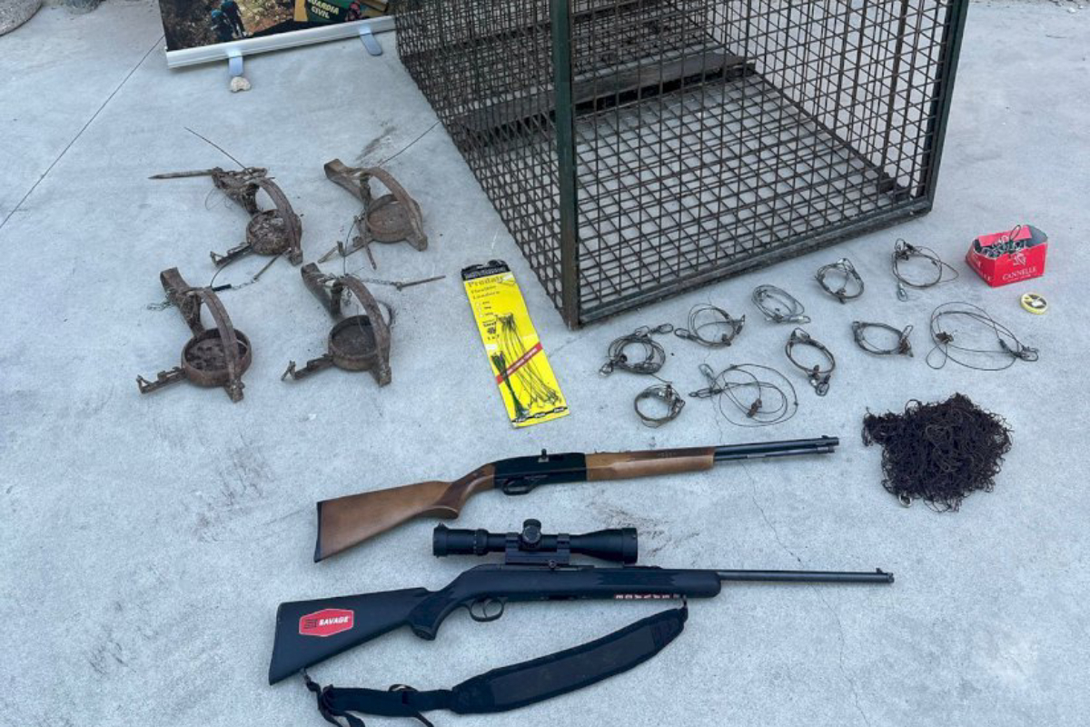 Tres detenidos por matar un lince y otras especies protegidas para aumentar el rendimiento de un coto de caza en la provincia de Cuenca