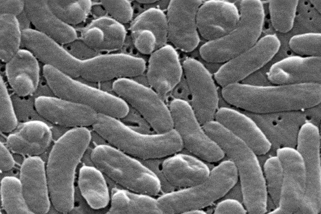 Alerta en Luisiana (EEUU) por una bacteria "devoradora de carne" presente en aguas costeras y que ha matado a cinco personas