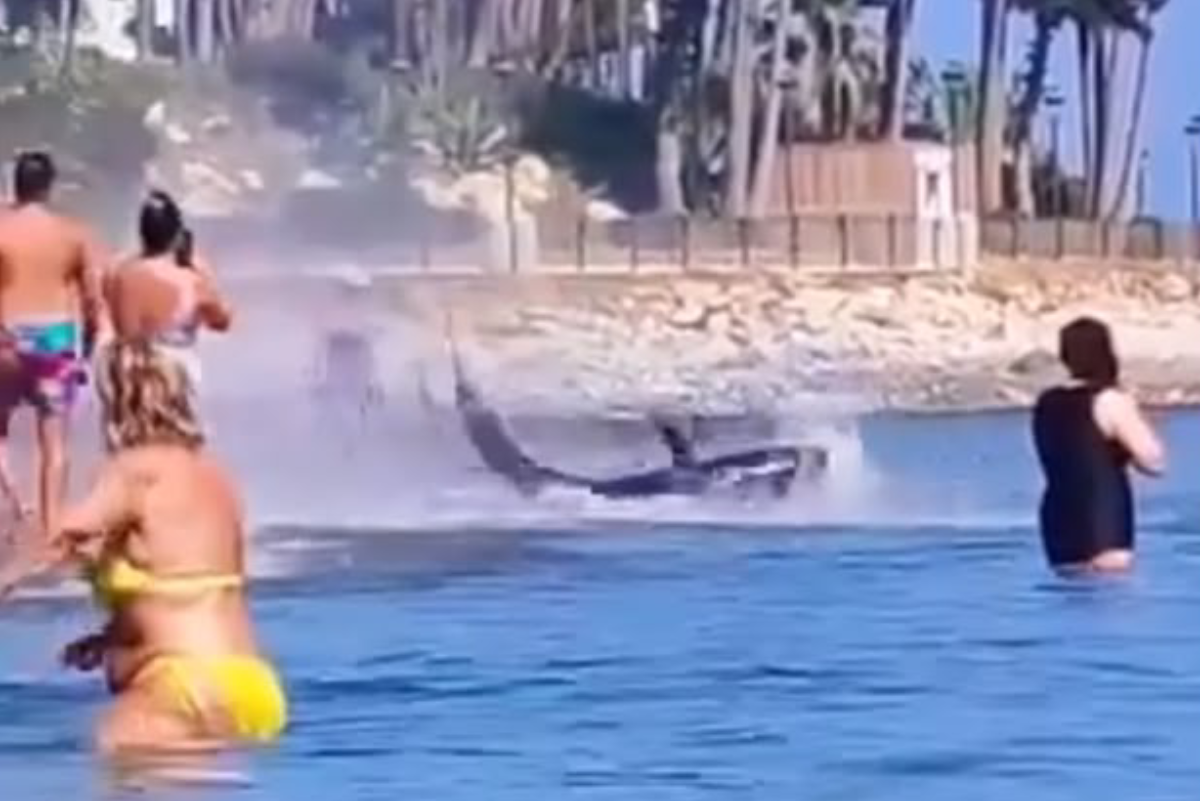 Un atún gigante sorprende a los bañistas de una playa en Marbella: "Ese atún vale más que mi coche"