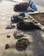 La cara oculta del eclipse: decapitaciones de animales y brebajes con sangre para "limpiezas espirituales" de santería en Madrid