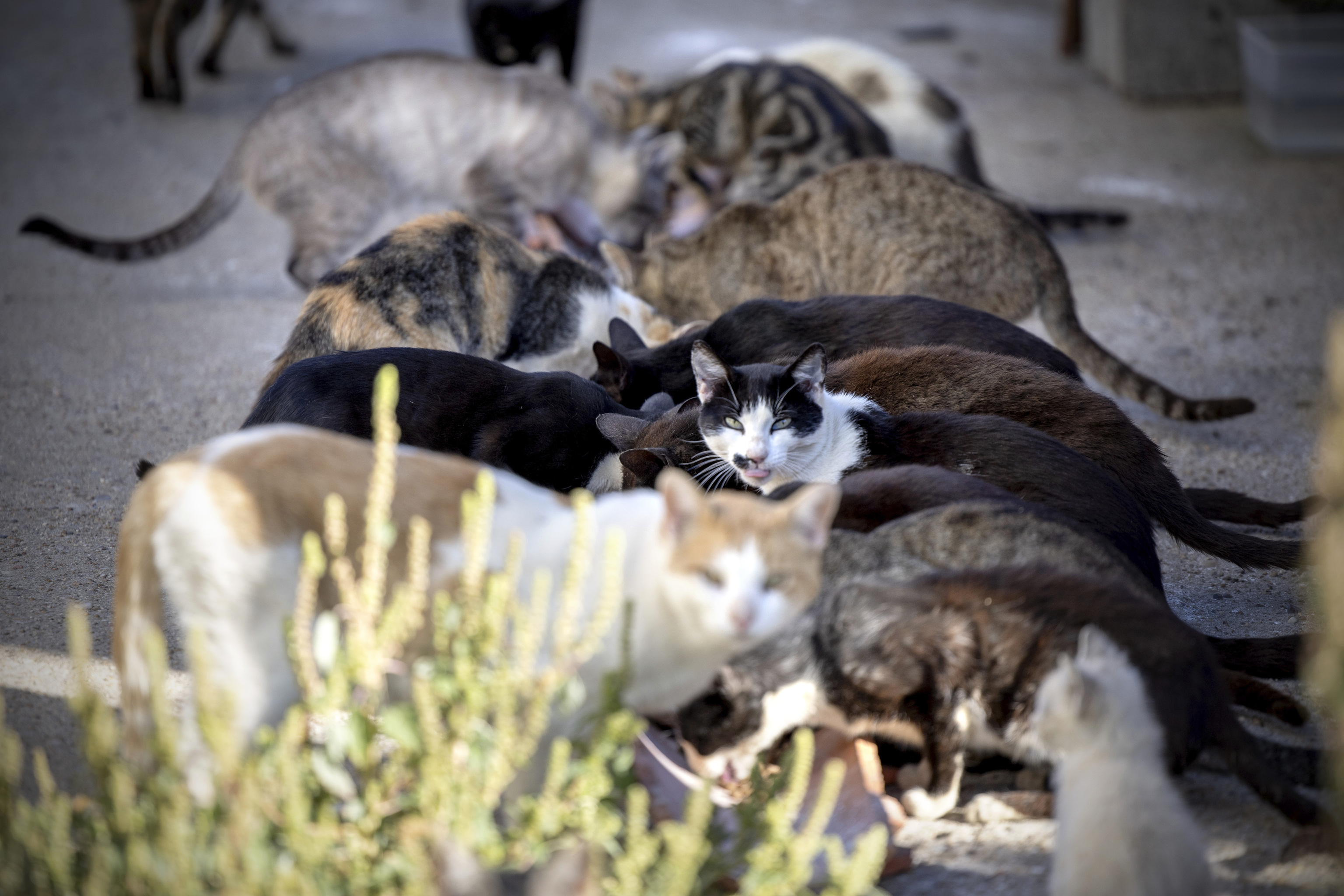 Denuncian a un vecino de Valdepeñas (Ciudad Real) que asegura haber matado a 40 gatos