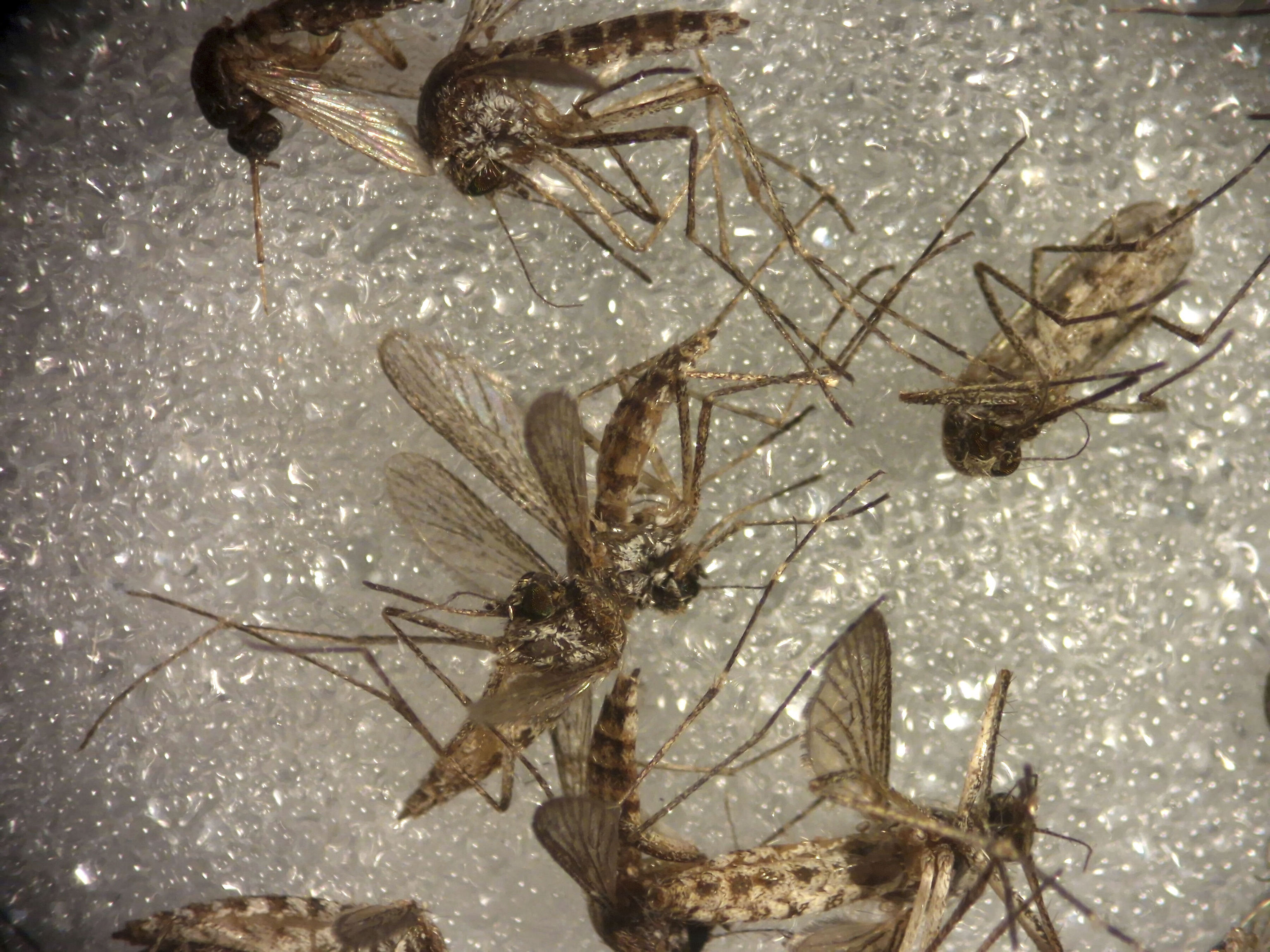 Andalucía confirma tres nuevos casos de virus del Nilo en Sevilla y eleva el total a 38