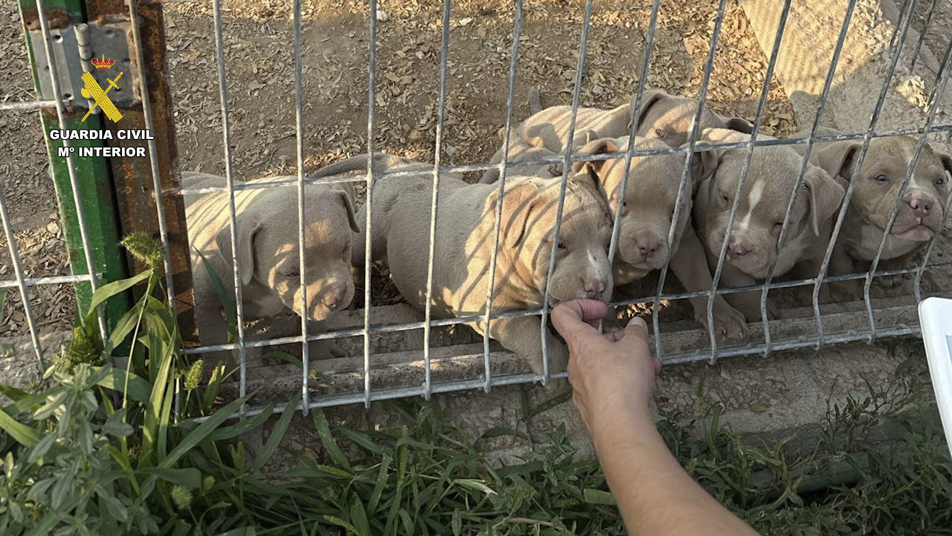 Detenidas 14 personas por realizar a perros amputaciones estéticas ilegales de orejas y rabos