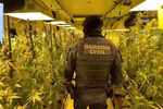 Luz pinchada y un hedor a marihuana: la Guardia Civil desmantela una plantación indoor de cannabis valorada en más de 500.000 euros