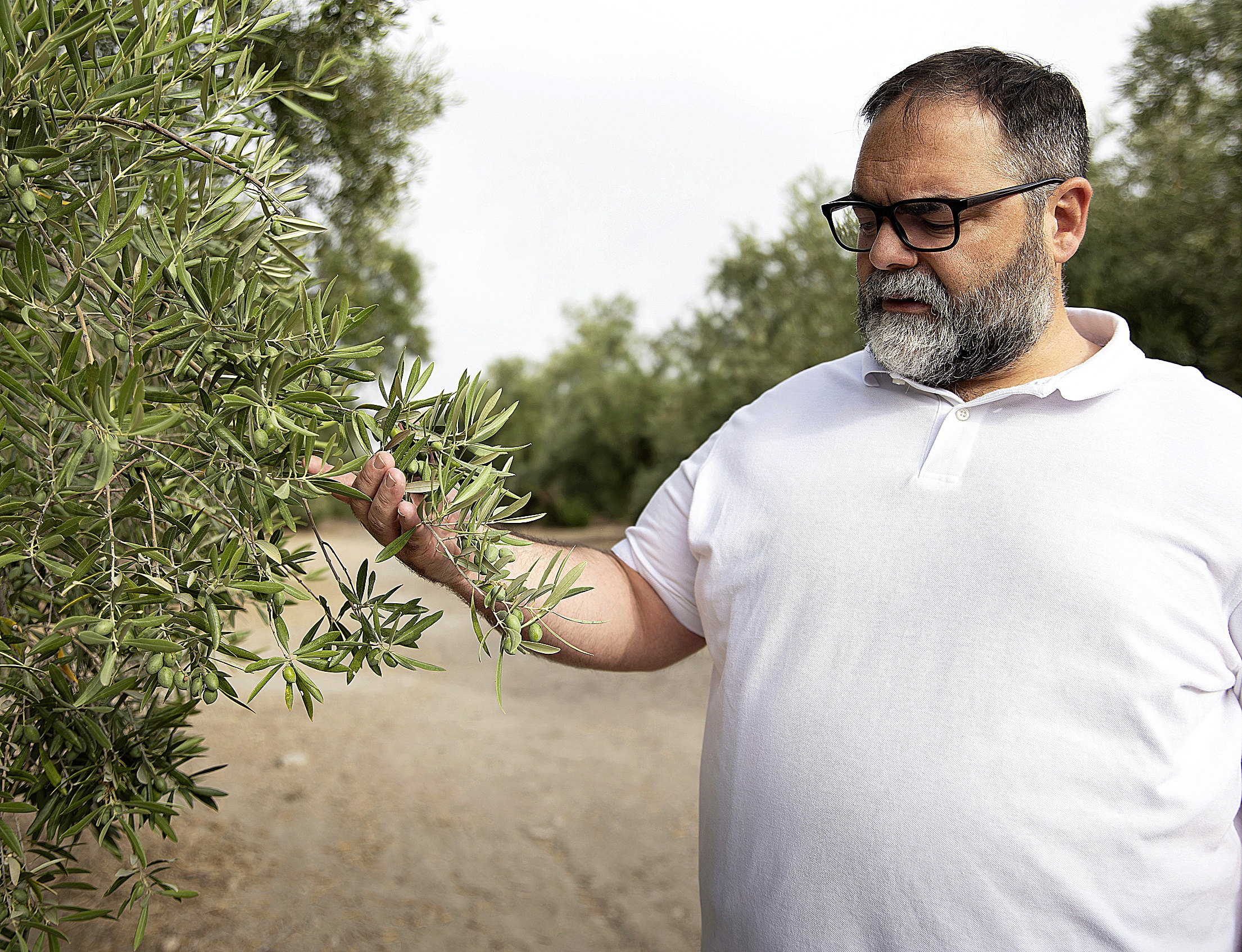 El 'coladero' de las aduanas hunde el oro verde español: Túnez vende hoy un 85% más de aceite a nuestro país que en 2016