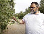 El 'coladero' de las aduanas hunde el oro verde español: Túnez vende hoy un 85% más de aceite a nuestro país que en 2016