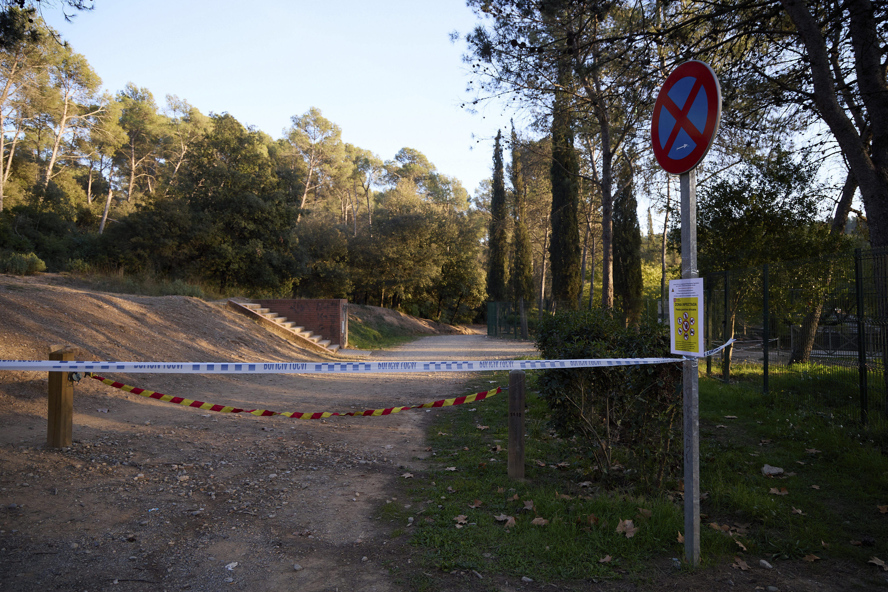 Cataluña no detecta, por primera vez desde noviembre de 2025, ningún nuevo positivo por peste porcina africana en la 'zona cero'