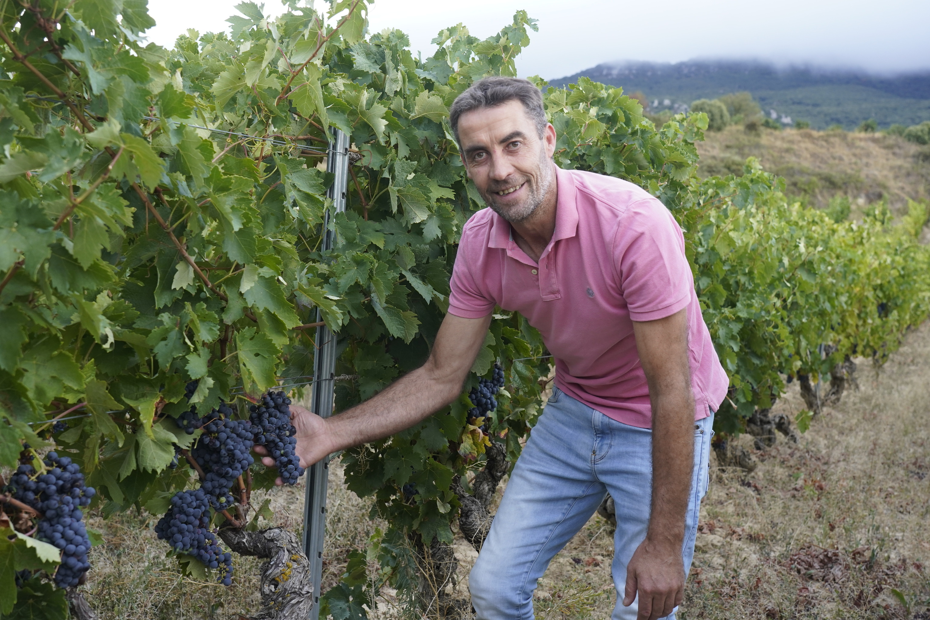 El calor adelanta la recogida de la uva y desata una crisis de mano de obra en el campo: "Los trabajadores no van a abandonar la hostelería por unos pocos días de vendimia"