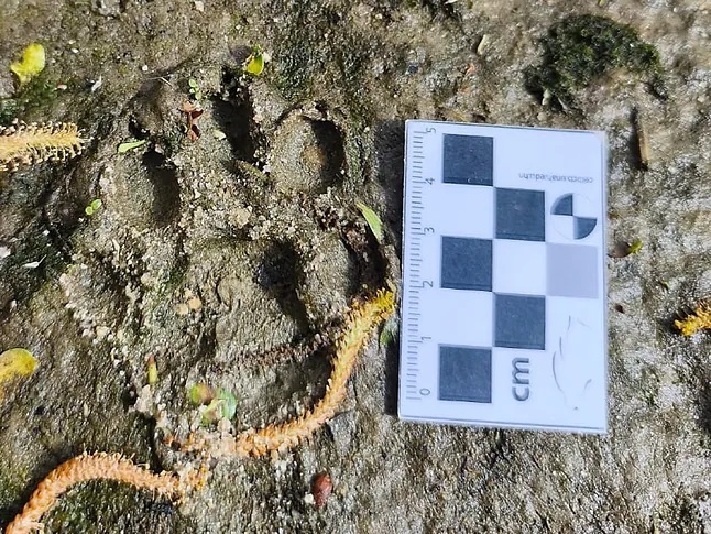 Chapoteos en el Manzanares, especies del Pleistoceno, las más amenazadas de Europa... Los nuevos madrileños, recuperados y adoptados por sorpresa, que enriquecen la fauna de la región