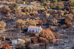 Berrocal se juega la supervivencia tras un fuego que ha arrasado el 90% de sus bosques: "Hay que volver a sembrar, por los que vienen detrás"