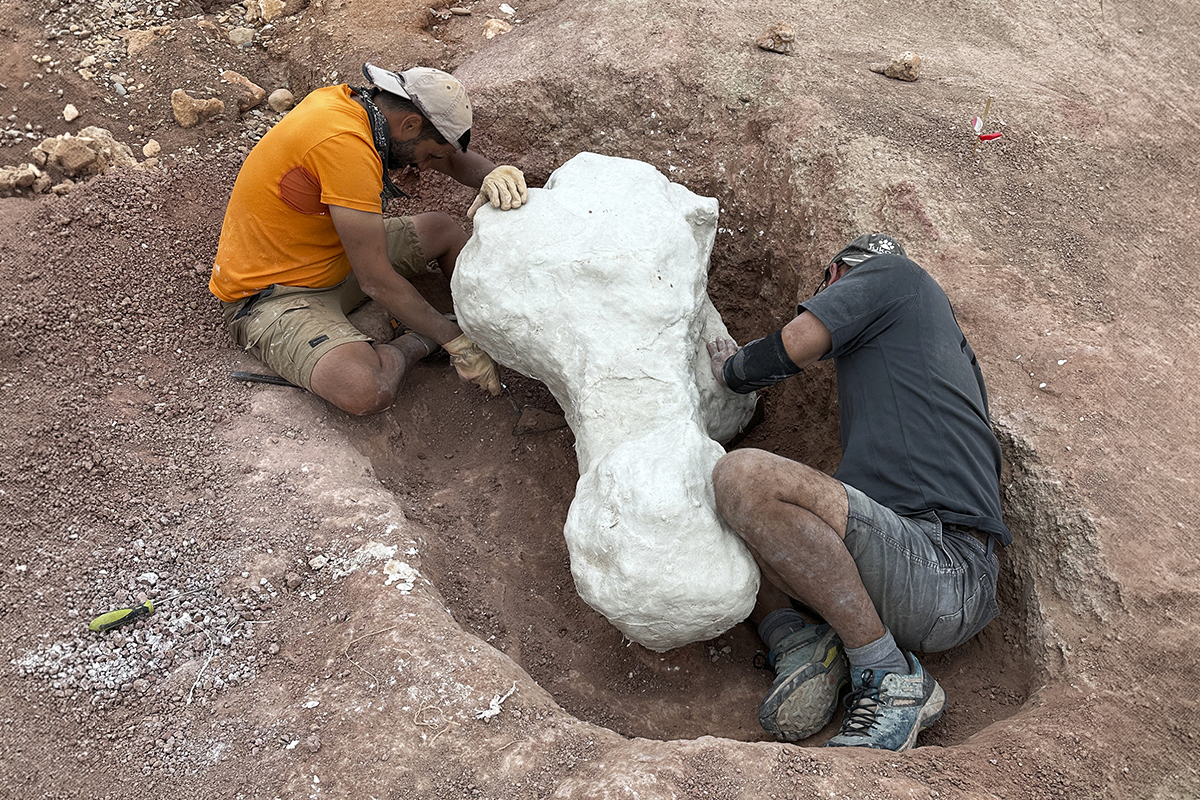 Castilla-La Mancha, la inesperada tierra de los dinosaurios gigantes: "Estamos escribiendo la historia de su desaparición en Europa"