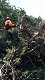 La fiebre en Madrid por retirar las arizónicas tras los incendios, la planta de moda en los chalets hace 30 años: "Son pura pólvora"
