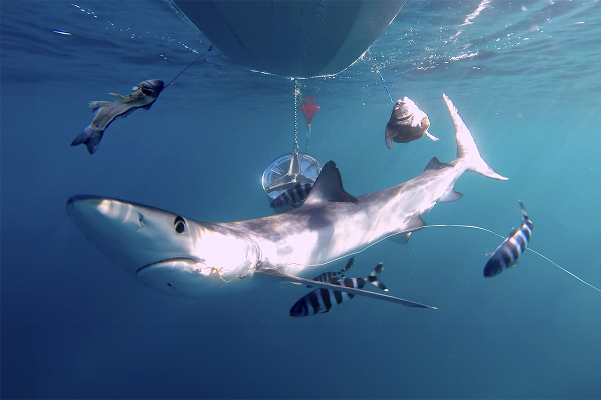 Buscadores de tiburones en aguas de Baleares: "Estos depredadores son esenciales para el ecosistema marino, tendría que haber más"