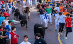 Sexto encierro de Sanse: seis heridos leves y 2.200 corredores en una carrera de 1:43 minutos