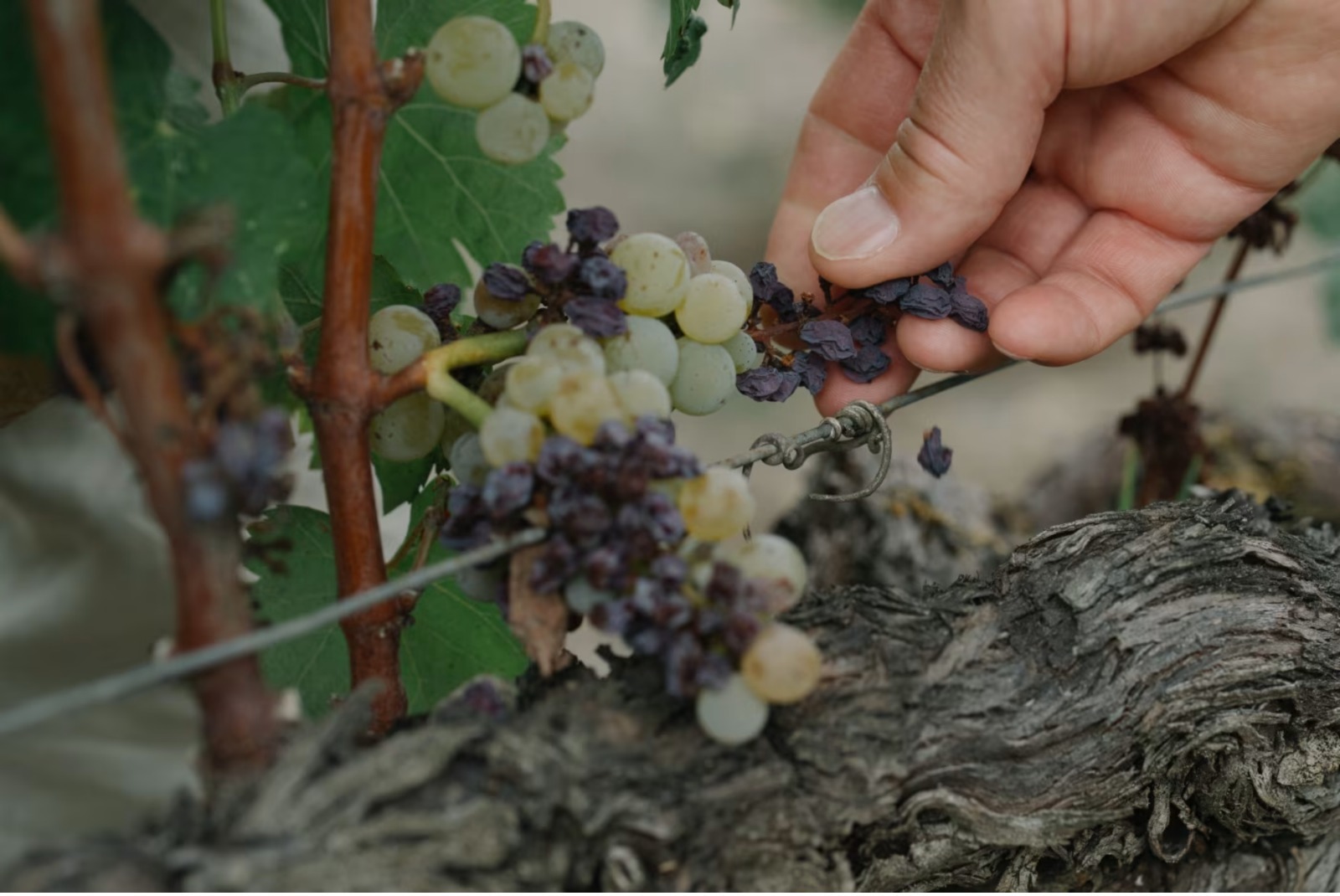 El verano que arrasó con las uvas francesas, los jardines ingleses y la economía europea