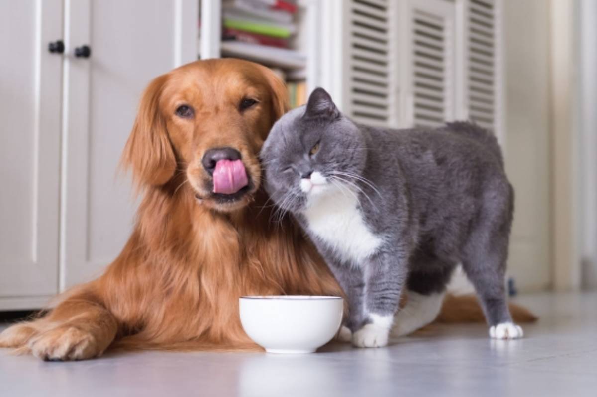 Entra en vigor la nueva normativa europea que cambia las reglas para perros y gatos: adiós a los collares de estrangulamiento y al corte de orejas y rabo