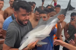 Indignación en Ceuta tras la muerte de una cría de delfín a manos de un grupo de inmigrantes en la playa del Trampolín