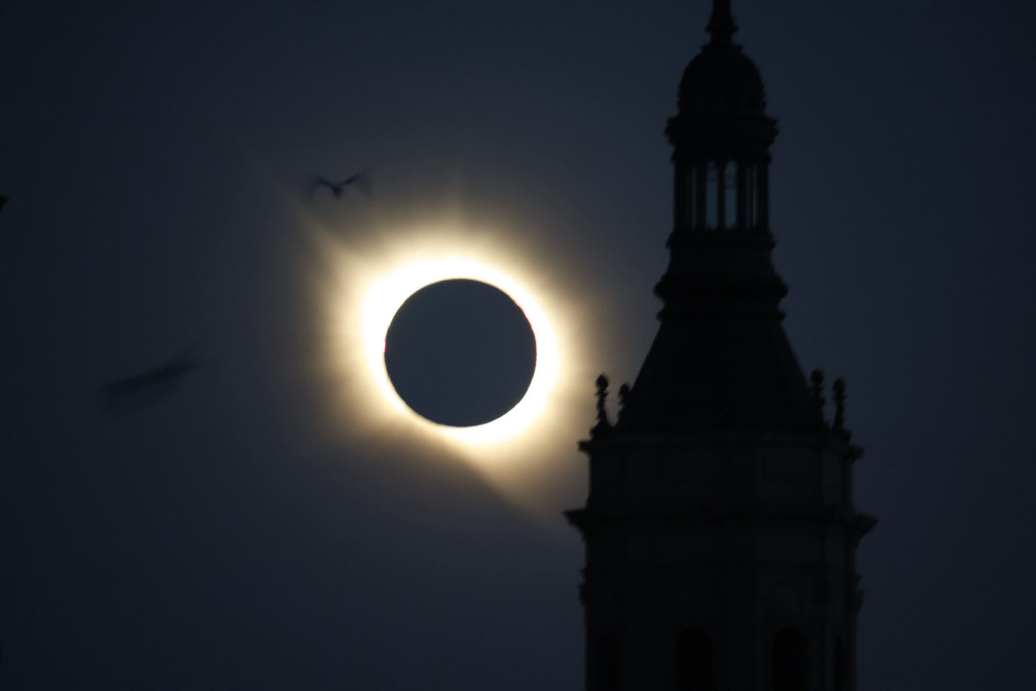 Así afectó el eclipse a los animales: las ovejas y las gallinas se quedaron paralizadas y la burra sufrió una taquicardia