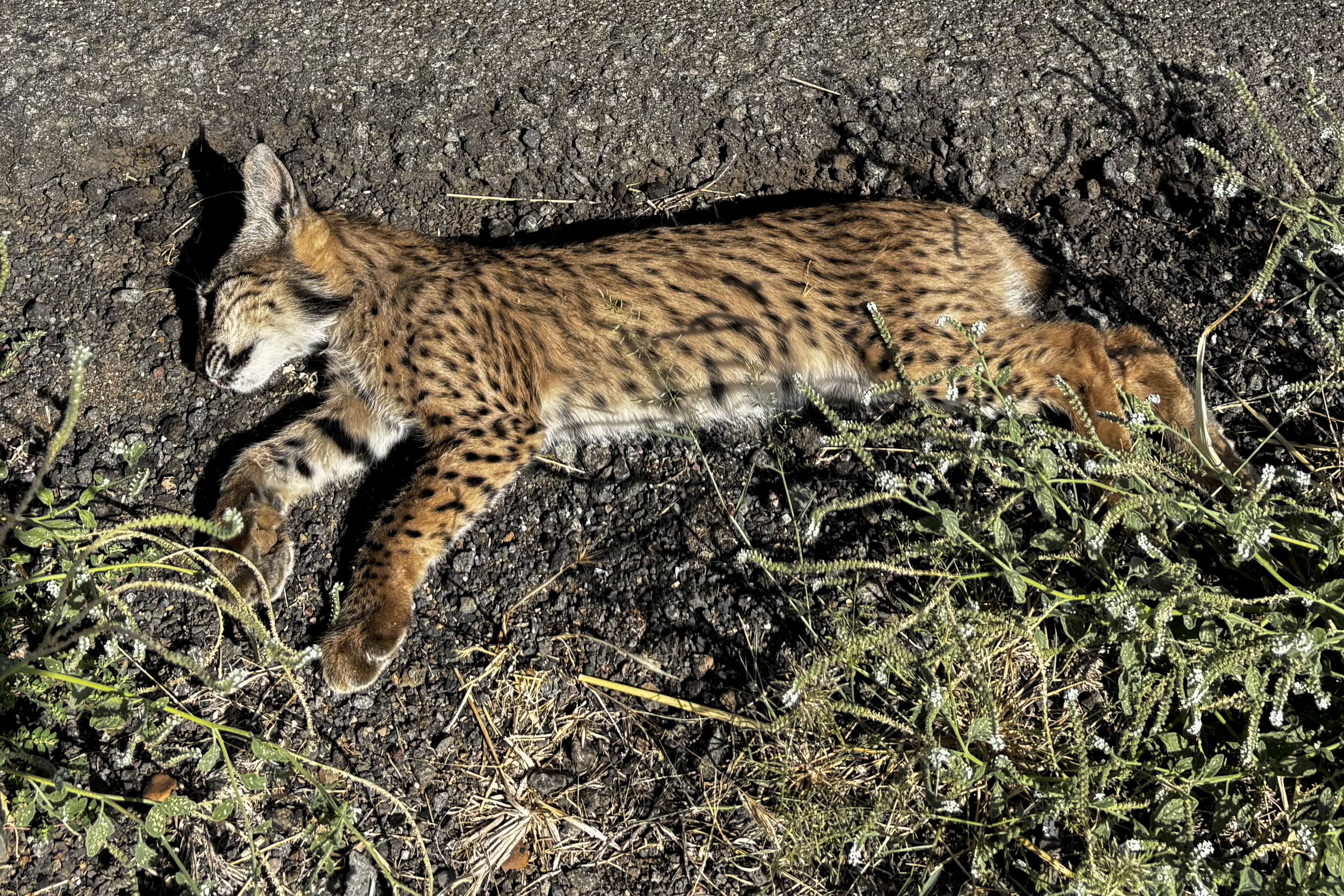 Muere atropellado un cachorro de lince ibérico en una carretera de Ciudad Real