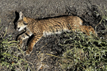 Muere atropellado un cachorro de lince ibérico en una carretera de Ciudad Real