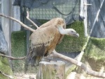 Tres aves rapaces recuperadas y 128 animales muertos: la herida abierta del incendio de la Sierra Oeste de este verano