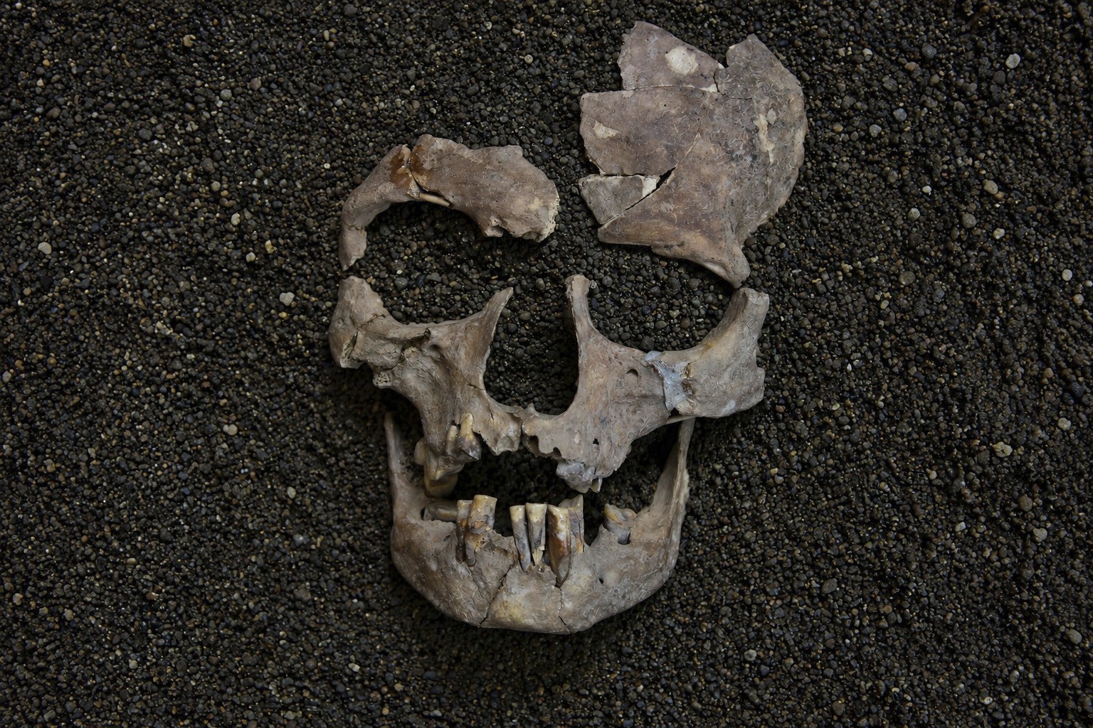 La nuez de betel, la primera droga usada por los humanos: la consumían en Indonesia hace 25.000 años
